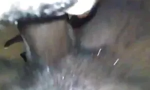 आबनूस रानी मोर डिक प ...